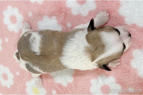 成約済の福岡県のチワマル:チワワ×マルチーズ-184999の30枚目