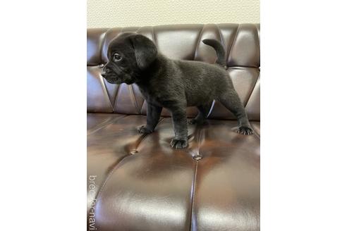 成約済の滋賀県のラブラドールレトリーバー-181757の4枚目