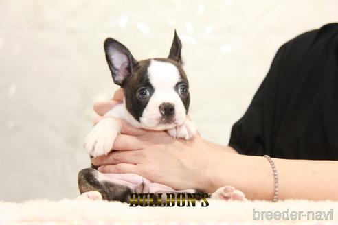 成約済の東京都のボストンテリア-186778の5枚目