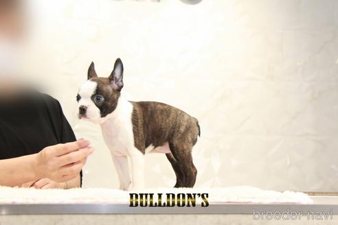 成約済の東京都のボストンテリア-186778の4枚目