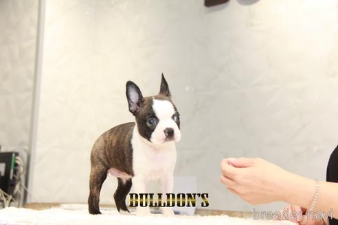 成約済の東京都のボストンテリア-186778の3枚目