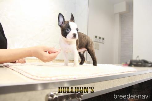 成約済の東京都のボストンテリア-186778の2枚目