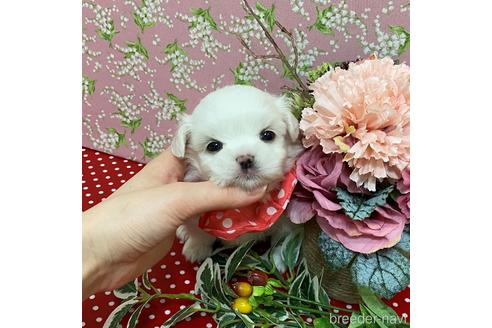 成約済の広島県のマルプー:マルチーズ×トイプードル-186783