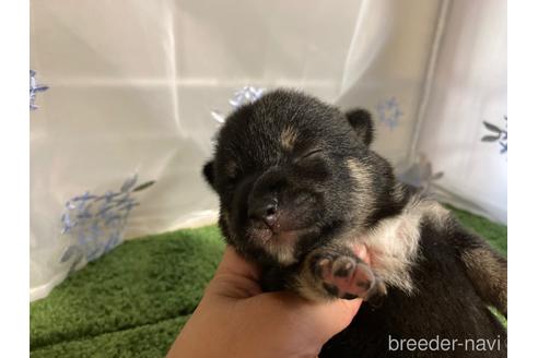 成約済の広島県の豆柴-186800の1枚目