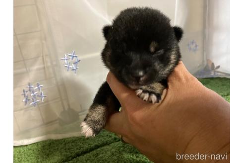 成約済の広島県の豆柴-186801の2枚目