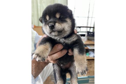 成約済の広島県の柴犬-185351の6枚目