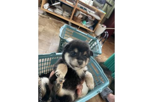 成約済の広島県の柴犬-185351の5枚目