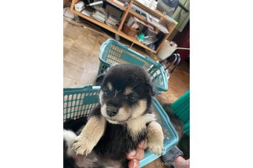 成約済の広島県の柴犬-185351の4枚目