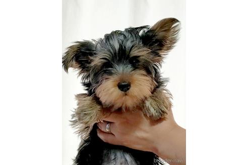 成約済の埼玉県のヨークシャーテリア-173852の1枚目