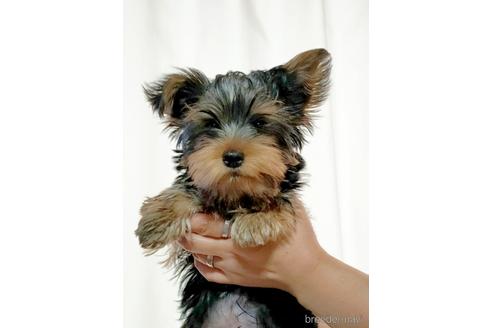 成約済の埼玉県のヨークシャーテリア-173852の3枚目