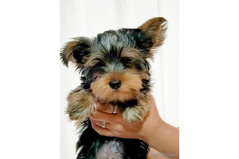 成約済の埼玉県のヨークシャーテリア-173852の4枚目