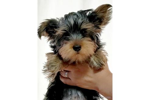 成約済の埼玉県のヨークシャーテリア-173852の5枚目