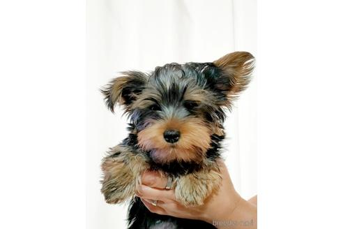 成約済の埼玉県のヨークシャーテリア-173852の2枚目