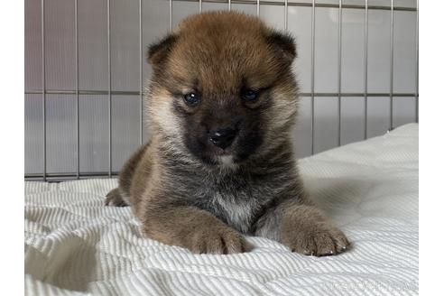 成約済の岡山県の柴犬-182534の1枚目