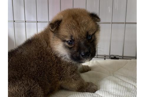 成約済の岡山県の柴犬-182534の5枚目