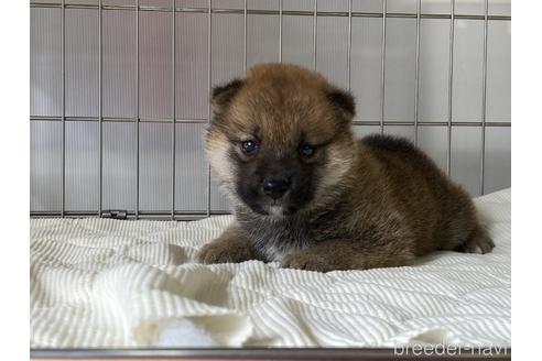 成約済の岡山県の柴犬-182534の4枚目