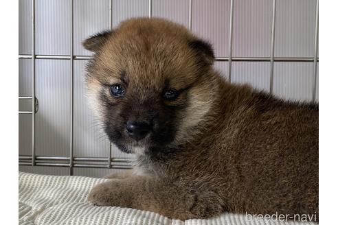 成約済の岡山県の柴犬-182534の2枚目