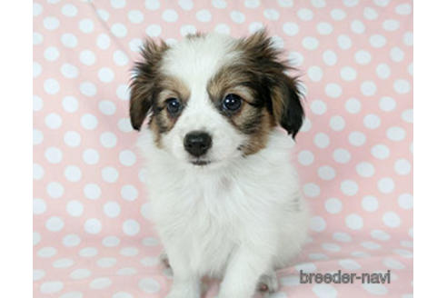 成約済の千葉県のパピヨン-183634の3枚目