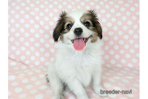 成約済の千葉県のパピヨン-183634の2枚目