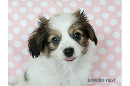 成約済の千葉県のパピヨン-183634の1枚目