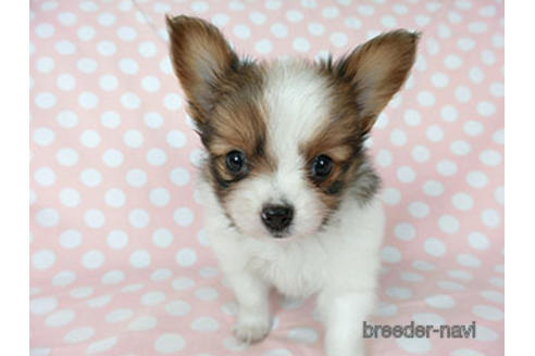 成約済の千葉県のパピヨン-183639の9枚目