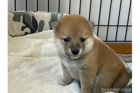 成約済の岡山県の豆柴-183171の1枚目