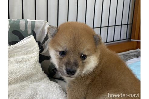 成約済の岡山県の豆柴-183171の2枚目