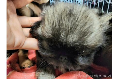 成約済の愛知県のペキニーズ-184259の1枚目