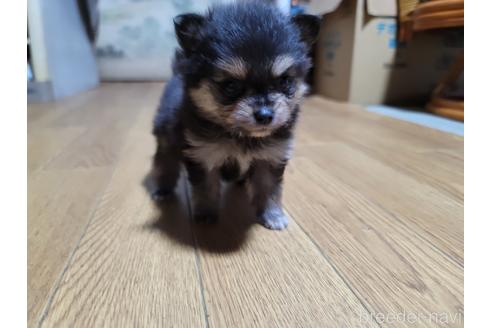 成約済の千葉県のポメラニアン-184376の1枚目