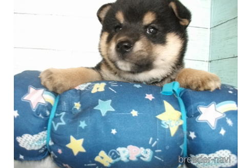 成約済の埼玉県の柴犬-186941の1枚目