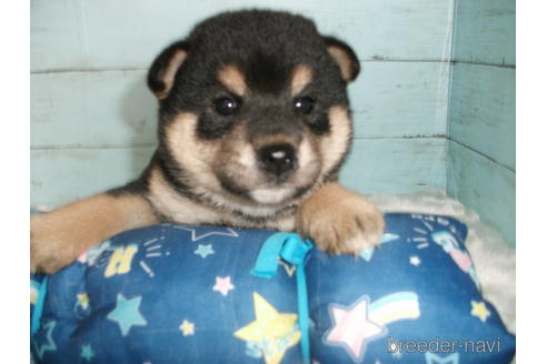 成約済の埼玉県の柴犬-186941の10枚目