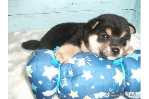成約済の埼玉県の柴犬-186941の9枚目