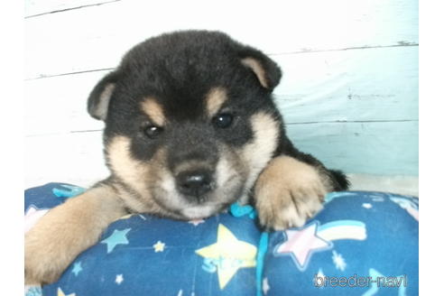 成約済の埼玉県の柴犬-186941の7枚目