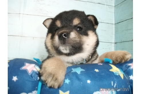 成約済の埼玉県の柴犬-186941の5枚目