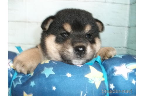 成約済の埼玉県の柴犬-186941の2枚目