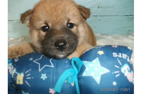 成約済の埼玉県の柴犬-186944の1枚目