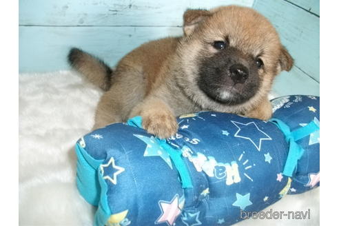 成約済の埼玉県の柴犬-186944の9枚目