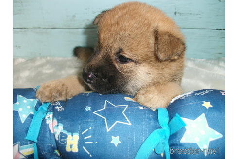 成約済の埼玉県の柴犬-186944の7枚目