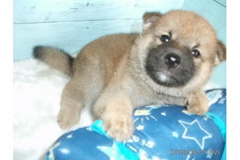 成約済の埼玉県の柴犬-186944の6枚目