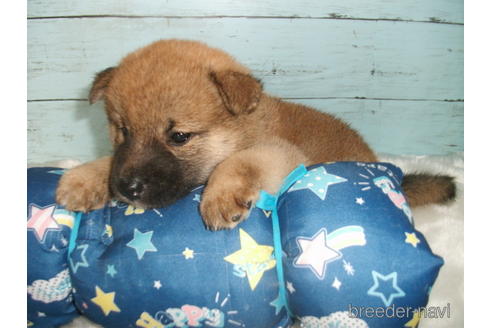 成約済の埼玉県の柴犬-186944の2枚目