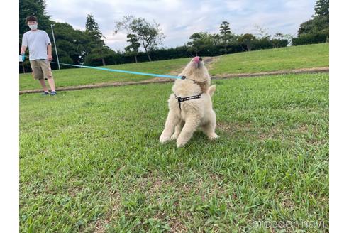 成約済の茨城県のゴールデンレトリーバー-186039の3枚目