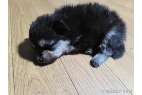 成約済の千葉県のポメラニアン-184377の4枚目