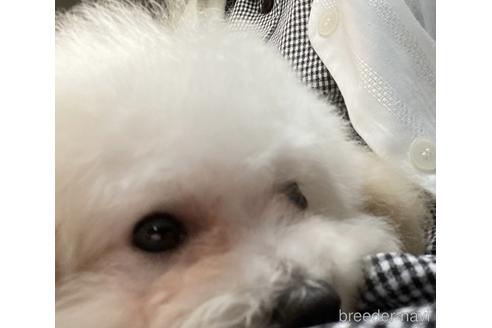 成約済の福岡県のティーカッププードル-179987の2枚目