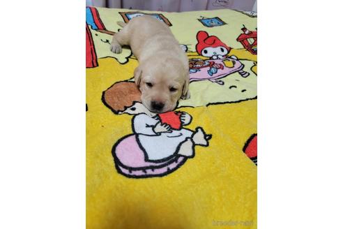 子犬