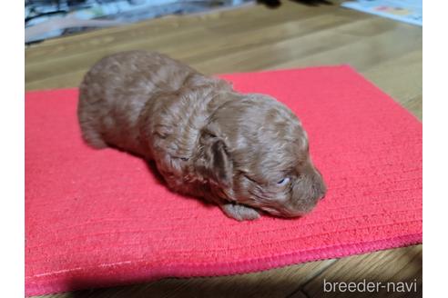 成約済の千葉県のトイプードル-186998の6枚目
