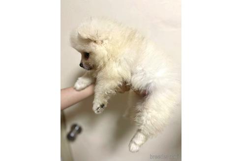 成約済の東京都のポメラニアン-187001の2枚目