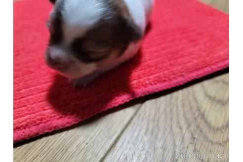 成約済の千葉県のチワワ(ロングコート)-187017の5枚目