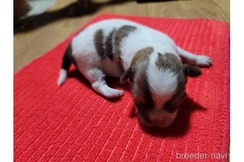 成約済の千葉県のチワワ(ロングコート)-187017の6枚目