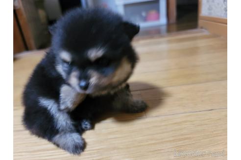成約済の千葉県のポメラニアン-184378の1枚目