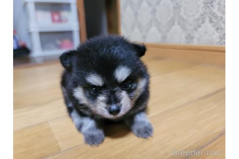 成約済の千葉県のポメラニアン-184377の2枚目